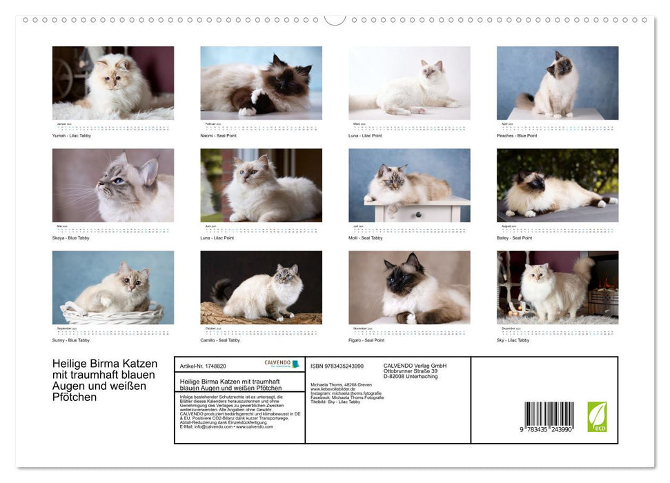 Heilige Birma Katzen mit traumhaft blauen Augen und weißen Pfötchen (CALVENDO Premium Wandkalender 2025)