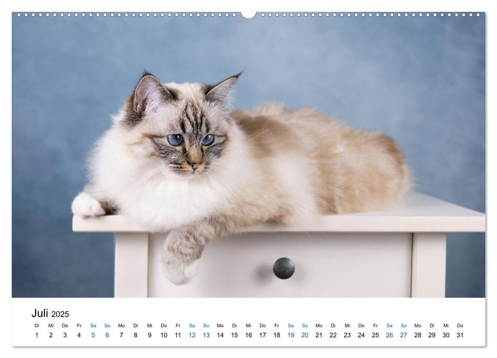 Heilige Birma Katzen mit traumhaft blauen Augen und weißen Pfötchen (CALVENDO Premium Wandkalender 2025)