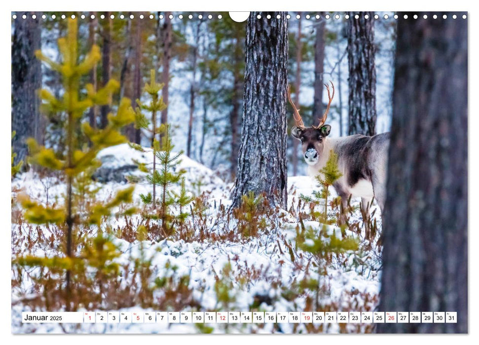 Heilsame Waldtherapie - Waldbaden nach Shinrin Yoku (CALVENDO Wandkalender 2025)