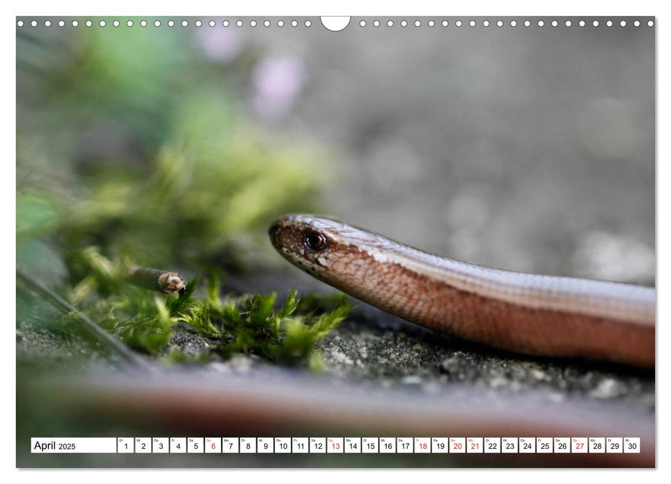 Heilsame Waldtherapie - Waldbaden nach Shinrin Yoku (CALVENDO Wandkalender 2025)