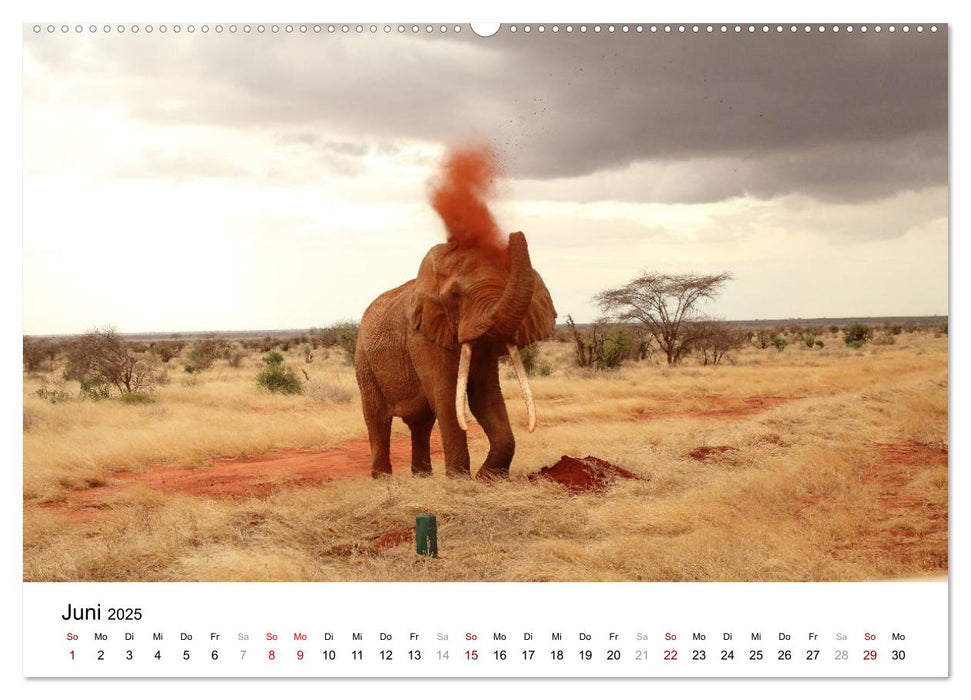 Kenias erstaunliche Tierwelt (CALVENDO Wandkalender 2025)