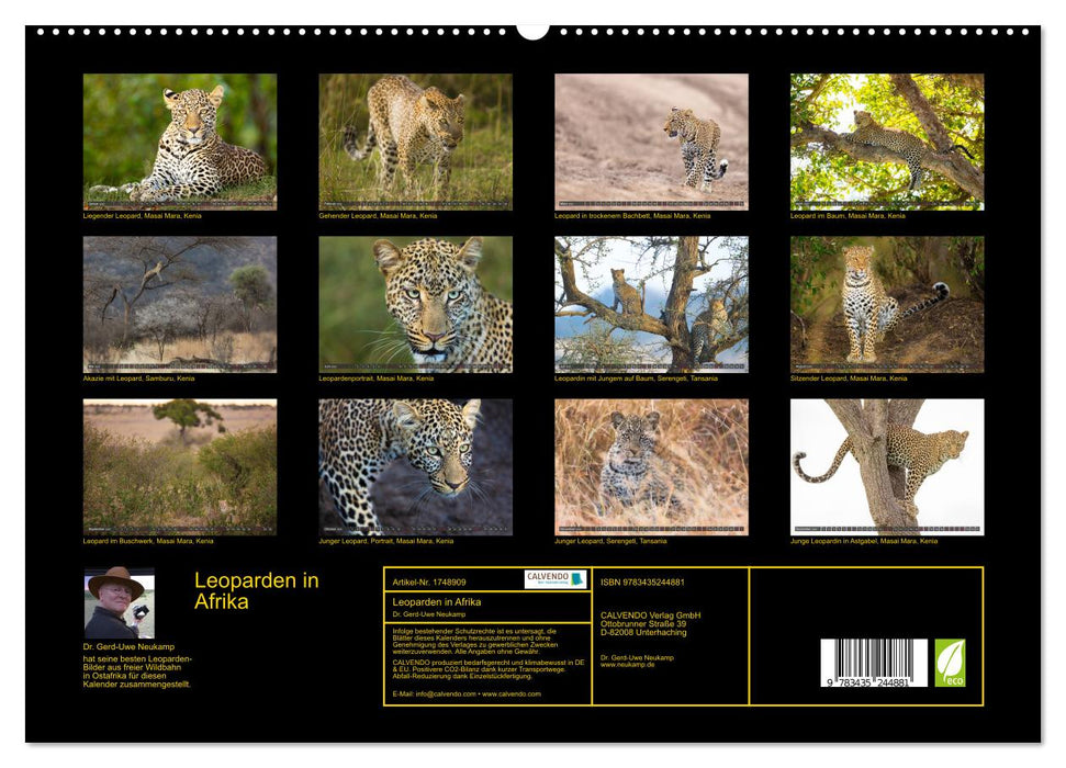 Leoparden in Afrika (CALVENDO Premium Wandkalender 2025)