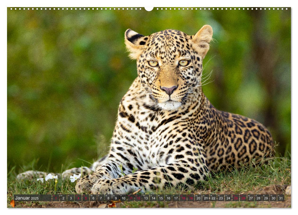 Leoparden in Afrika (CALVENDO Premium Wandkalender 2025)