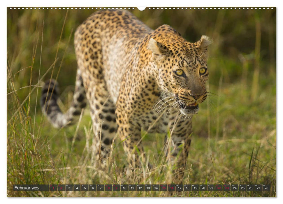 Leoparden in Afrika (CALVENDO Premium Wandkalender 2025)