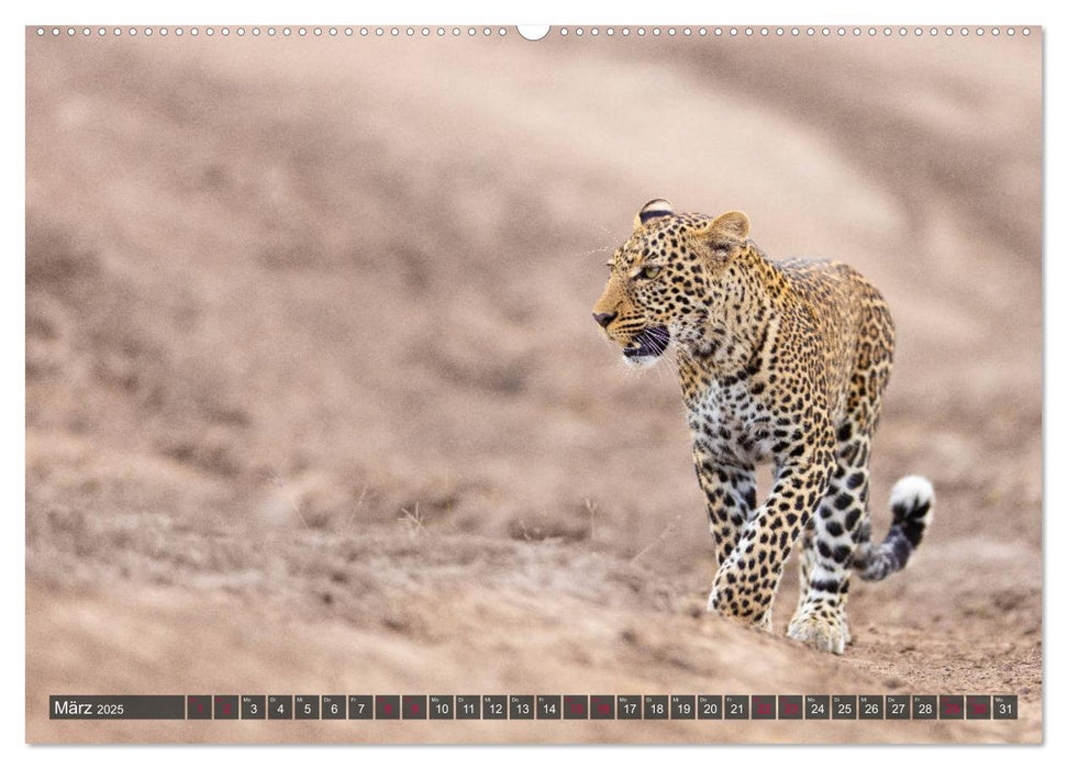 Leoparden in Afrika (CALVENDO Premium Wandkalender 2025)