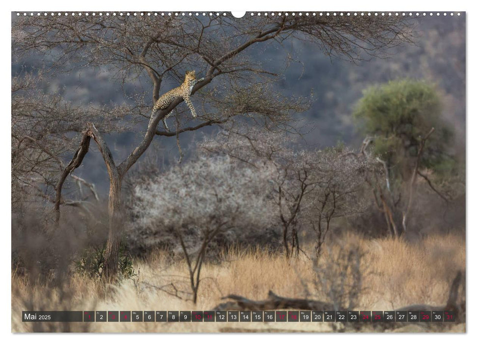 Leoparden in Afrika (CALVENDO Premium Wandkalender 2025)