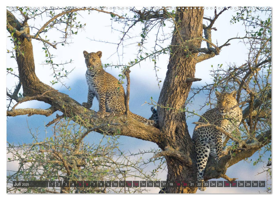 Leoparden in Afrika (CALVENDO Premium Wandkalender 2025)