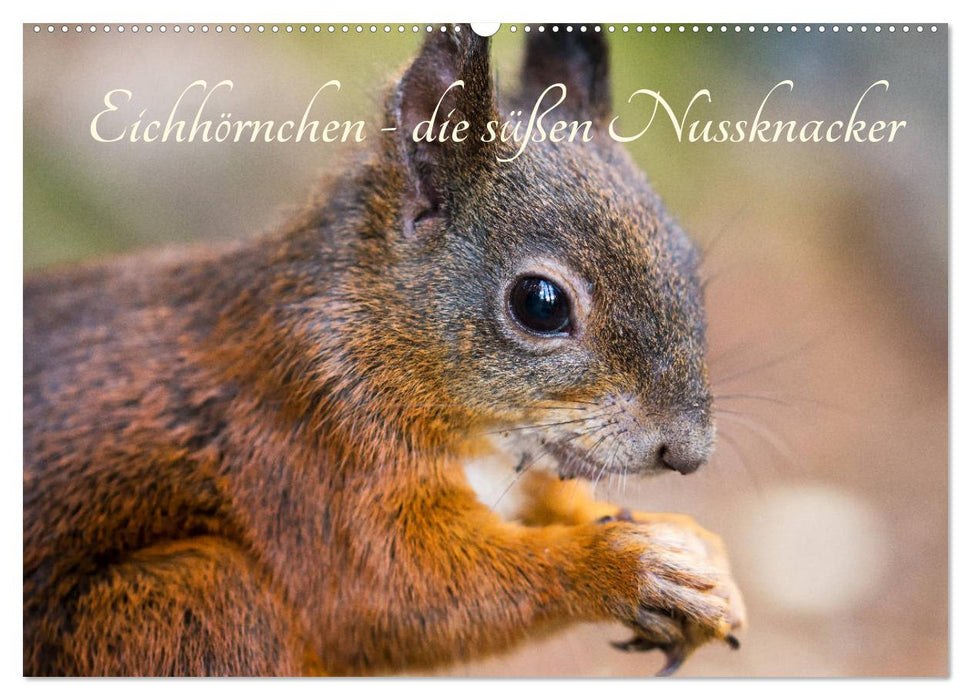 Eichhörnchen - die süßen Nussknacker (CALVENDO Wandkalender 2025)