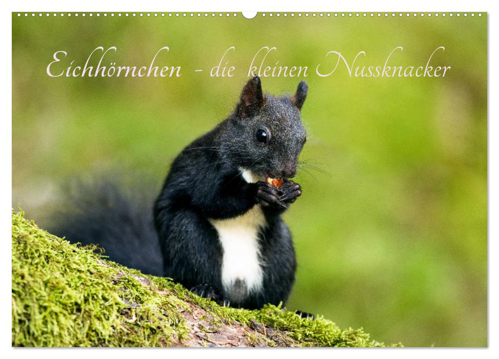 Eichhörnchen - die kleinen Nussknacker (CALVENDO Wandkalender 2025)