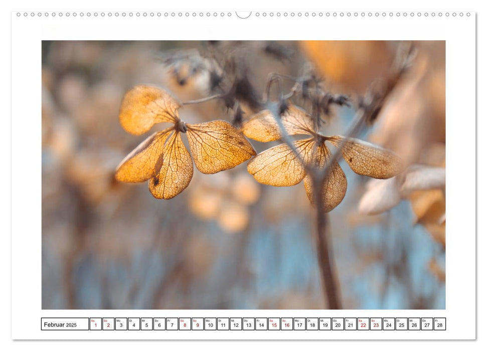 Hortensien im Herbst (CALVENDO Premium Wandkalender 2025)