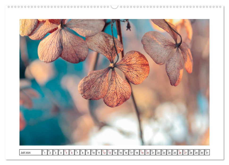 Hortensien im Herbst (CALVENDO Premium Wandkalender 2025)