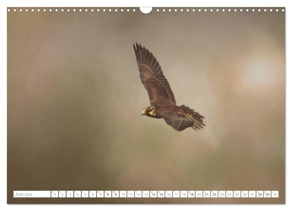 Bezaubernde Vogelwelt (CALVENDO Wandkalender 2025)