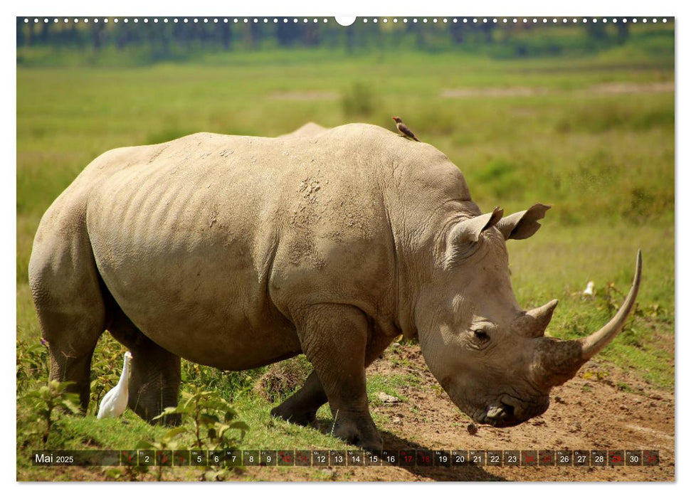 Afrika - Zauber der Wildnis (CALVENDO Premium Wandkalender 2025)