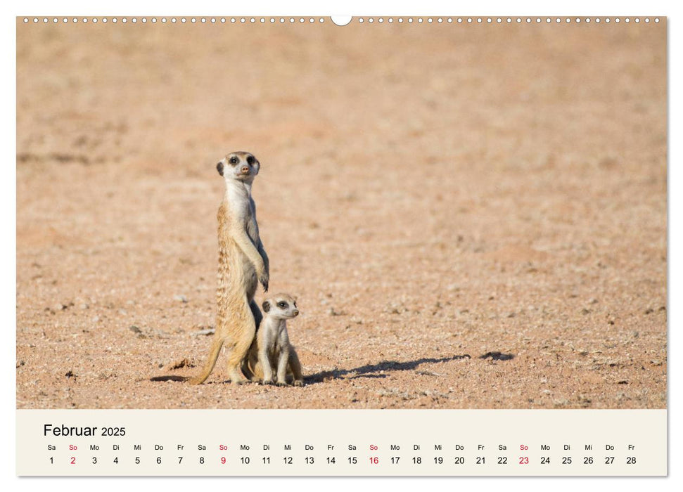 Kalahari - Tierreichtum im Kgalagadi Transfrontier Park, Südafrika (CALVENDO Wandkalender 2025)