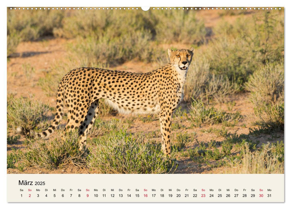 Kalahari - Tierreichtum im Kgalagadi Transfrontier Park, Südafrika (CALVENDO Wandkalender 2025)