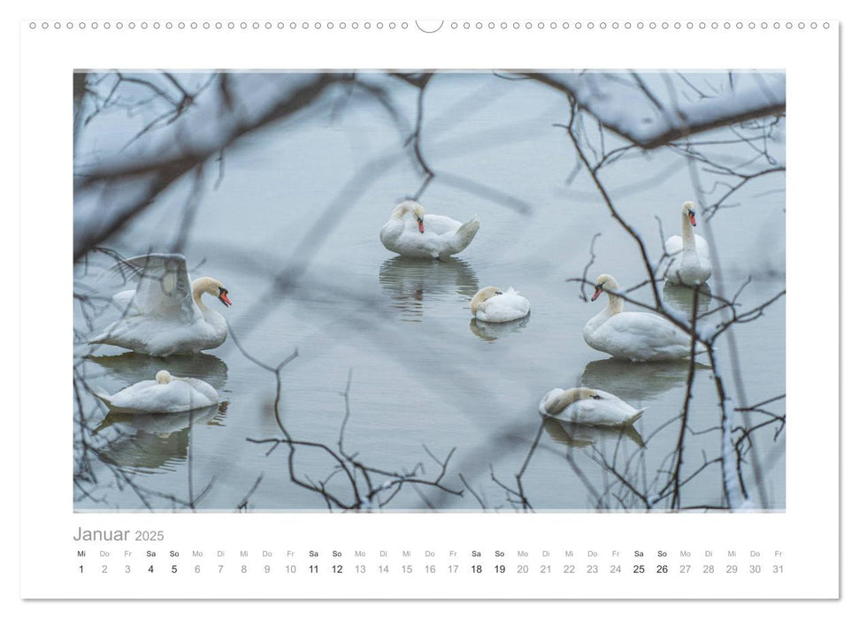 Mein lieber Schwan! Die Schwäne vom Kochelsee. (CALVENDO Premium Wandkalender 2025)