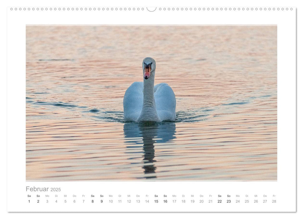 Mein lieber Schwan! Die Schwäne vom Kochelsee. (CALVENDO Premium Wandkalender 2025)