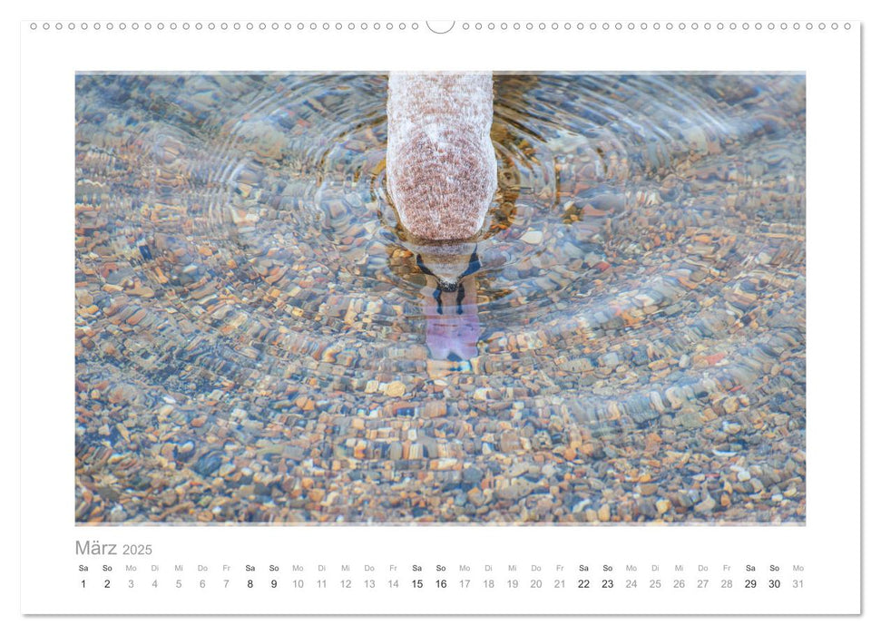 Mein lieber Schwan! Die Schwäne vom Kochelsee. (CALVENDO Premium Wandkalender 2025)