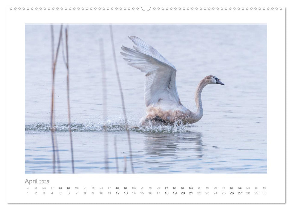 Mein lieber Schwan! Die Schwäne vom Kochelsee. (CALVENDO Premium Wandkalender 2025)