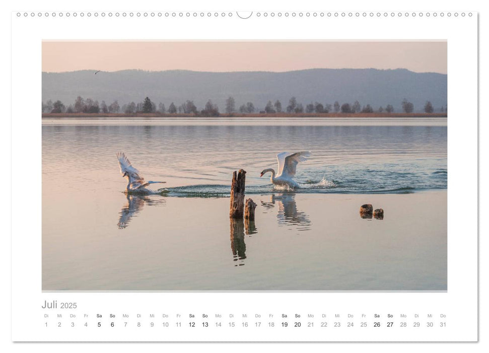 Mein lieber Schwan! Die Schwäne vom Kochelsee. (CALVENDO Premium Wandkalender 2025)