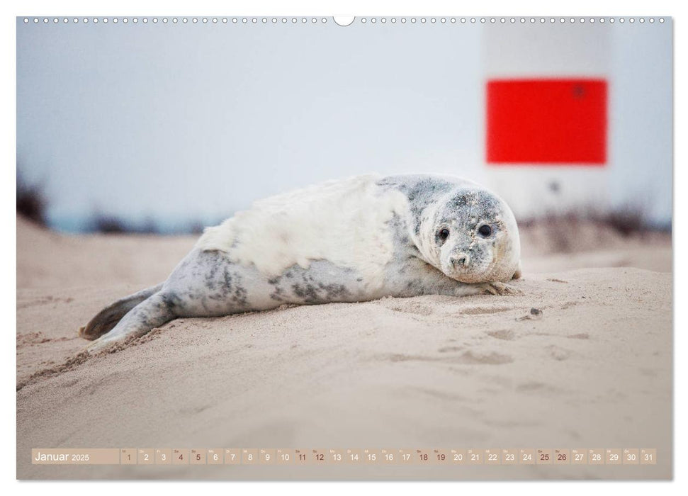 Kegelrobben - Die Kegelrobben von Helgoland (CALVENDO Premium Wandkalender 2025)