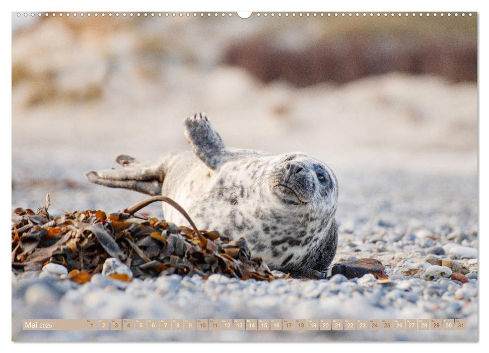 Kegelrobben - Die Kegelrobben von Helgoland (CALVENDO Premium Wandkalender 2025)