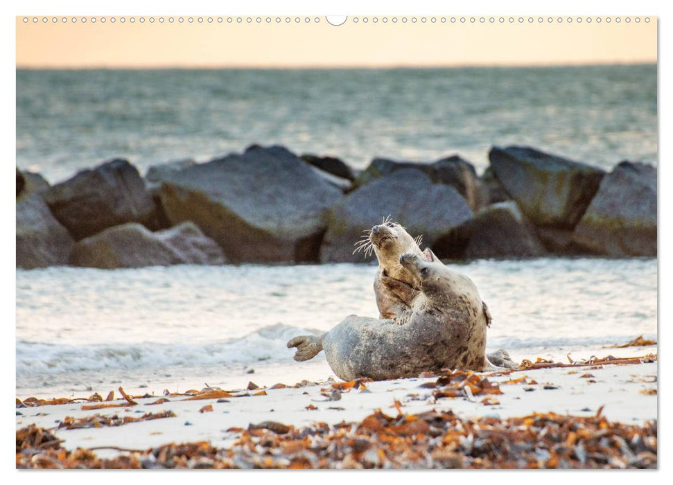 Helgoland - Das Leben auf der Düne Helgolands (CALVENDO Premium Wandkalender 2025)