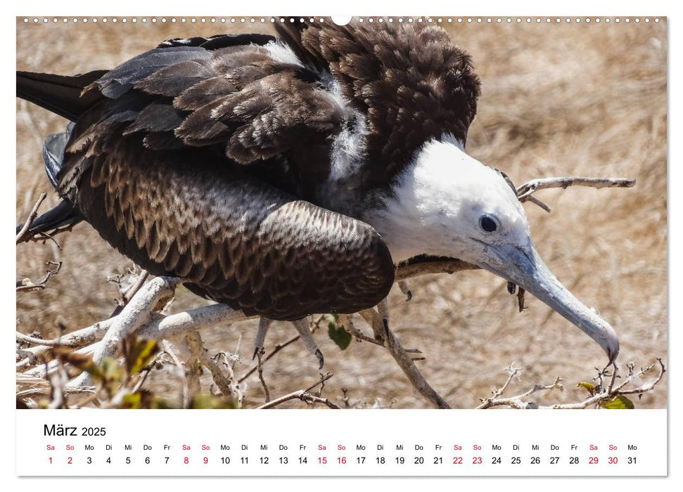 Tierwelt auf Galapagos (CALVENDO Wandkalender 2025)