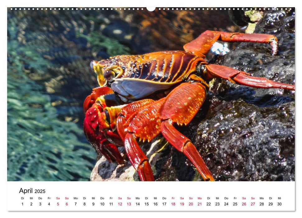 Tierwelt auf Galapagos (CALVENDO Wandkalender 2025)