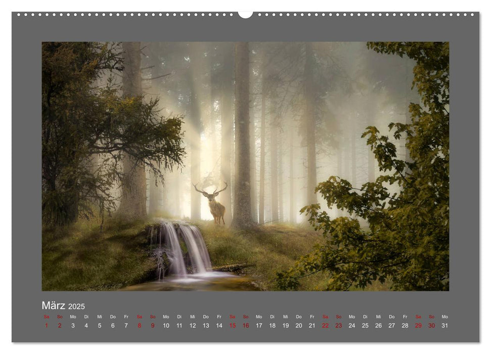 Waldgeheimnisse (CALVENDO Premium Wandkalender 2025)