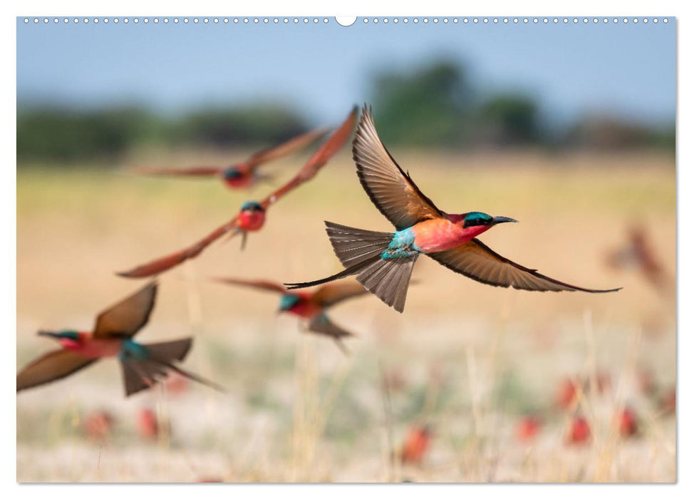 Magisches Namibia - Tiere und Landschaften (CALVENDO Wandkalender 2025)