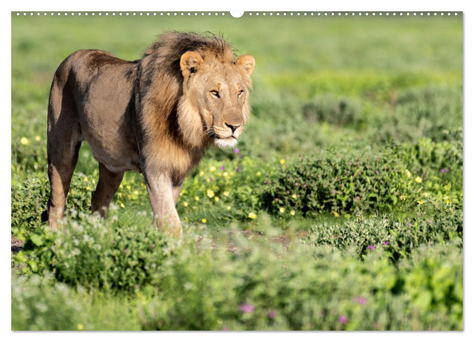 Magisches Namibia - Tiere und Landschaften (CALVENDO Wandkalender 2025)