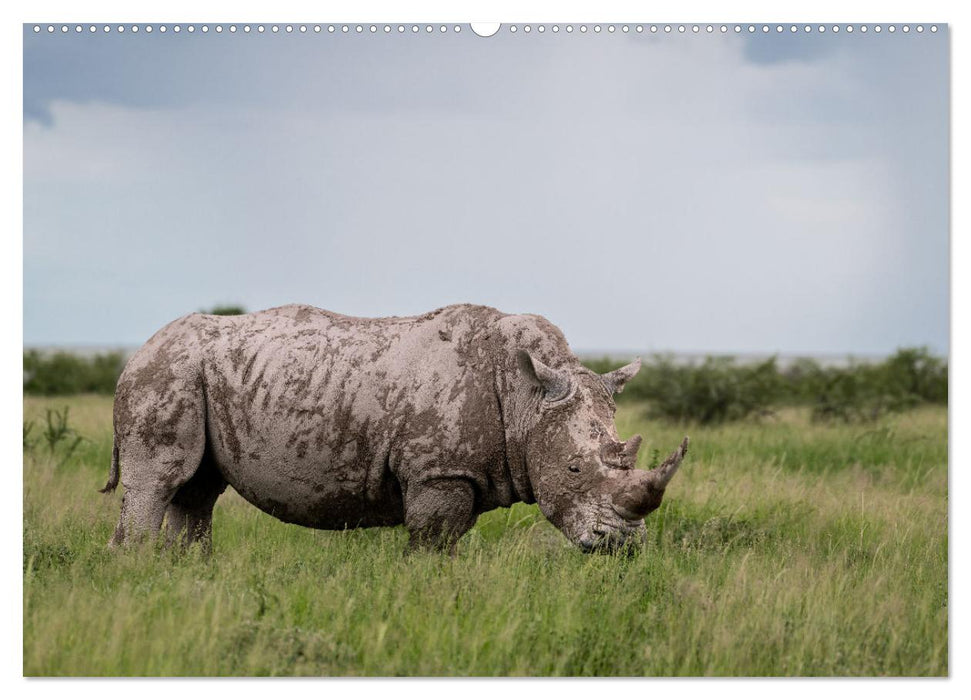 Magisches Namibia - Tiere und Landschaften (CALVENDO Wandkalender 2025)