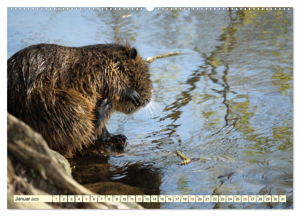 Nutrias Peißnitzinsel Halle Saale (CALVENDO Premium Wandkalender 2025)