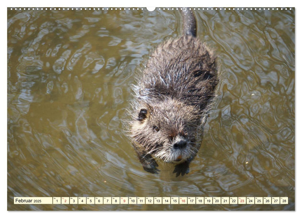 Nutrias Peißnitzinsel Halle Saale (CALVENDO Premium Wandkalender 2025)