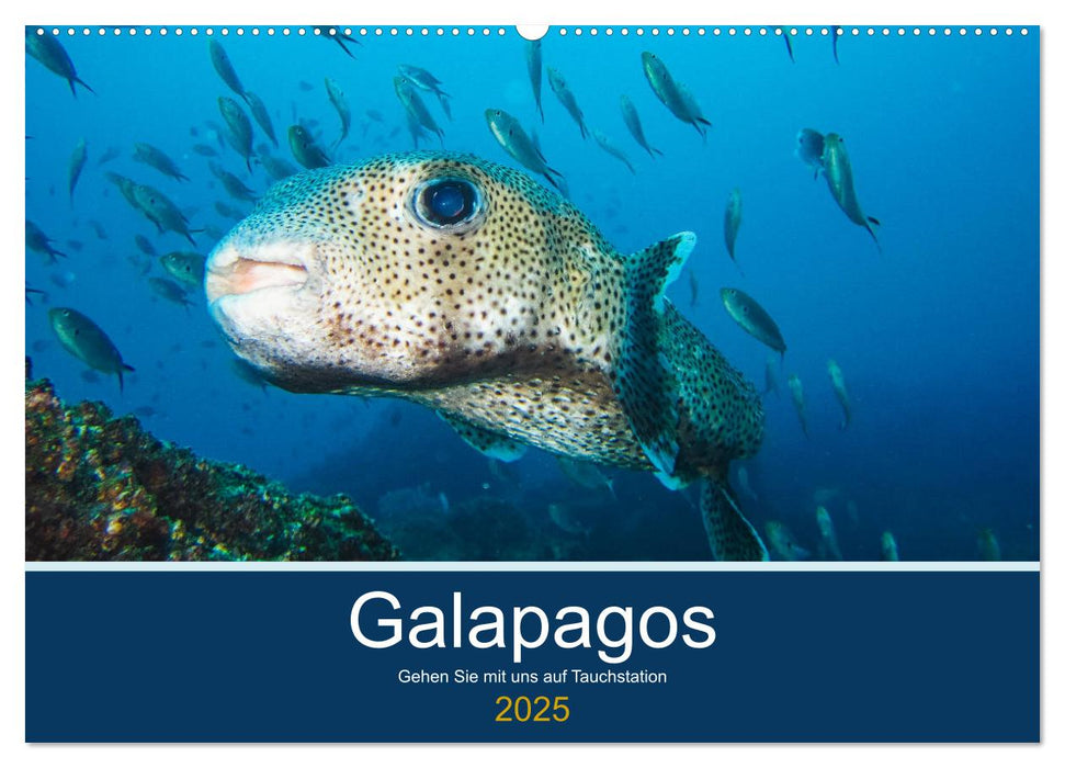 Unterwasserwelt Galapagos (CALVENDO Wandkalender 2025)