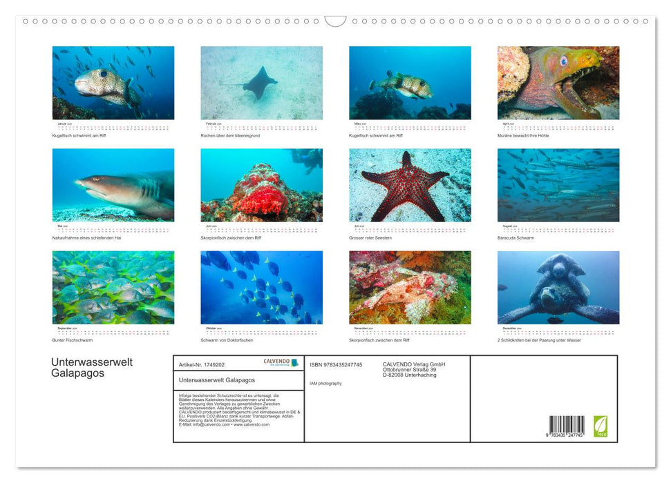 Unterwasserwelt Galapagos (CALVENDO Wandkalender 2025)