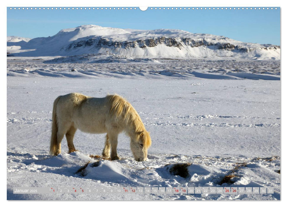 Islandpferde - Die tierischen Stars der Insel (CALVENDO Premium Wandkalender 2025)