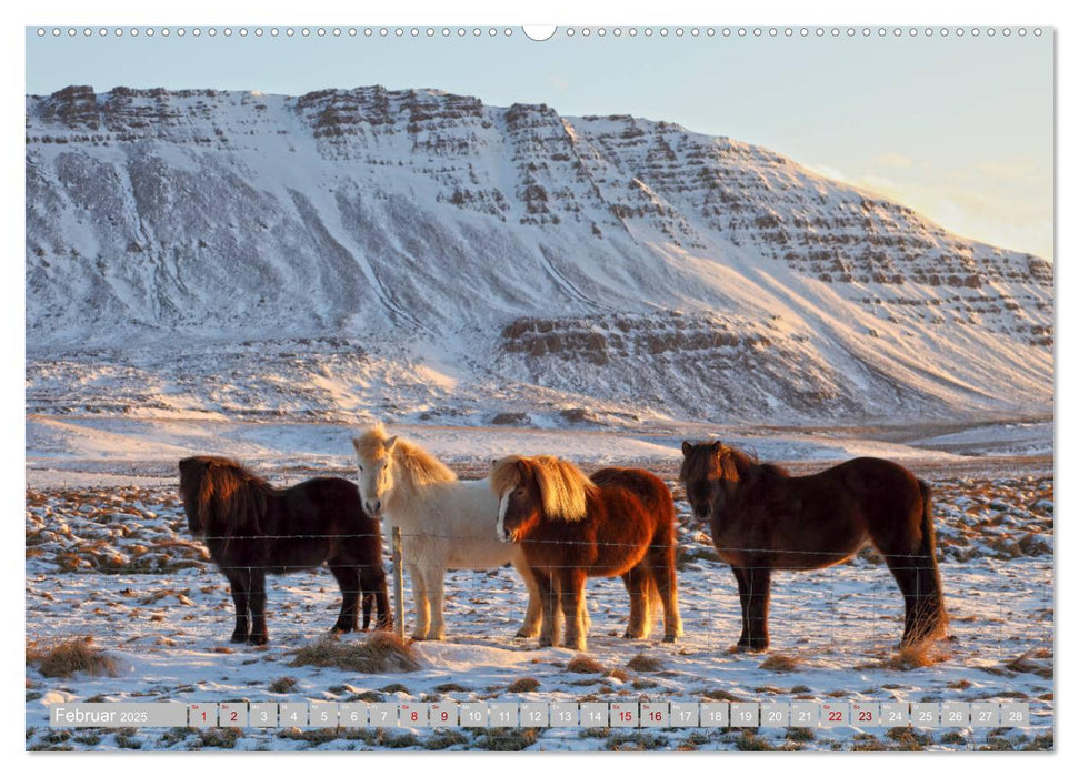 Islandpferde - Die tierischen Stars der Insel (CALVENDO Premium Wandkalender 2025)