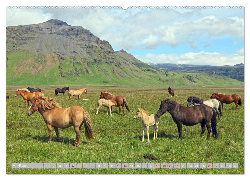 Islandpferde - Die tierischen Stars der Insel (CALVENDO Premium Wandkalender 2025)