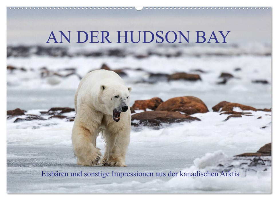 AN DER HUDSON BAY (CALVENDO Wandkalender 2025)