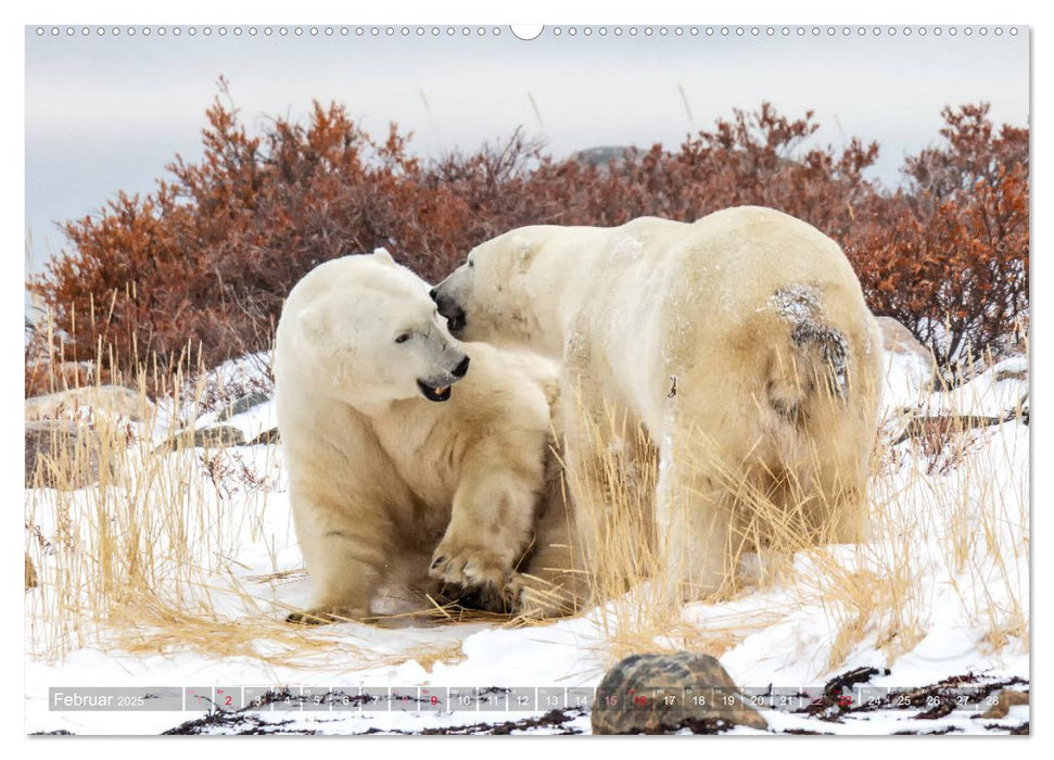 AN DER HUDSON BAY (CALVENDO Wandkalender 2025)