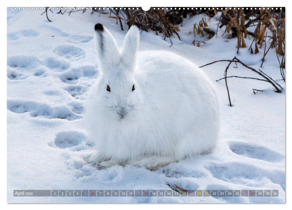 AN DER HUDSON BAY (CALVENDO Wandkalender 2025)