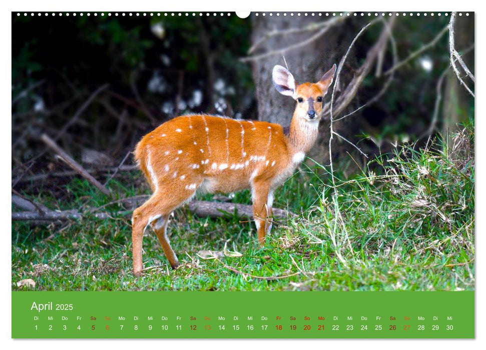 Antilopen, schön und schnell (CALVENDO Wandkalender 2025)