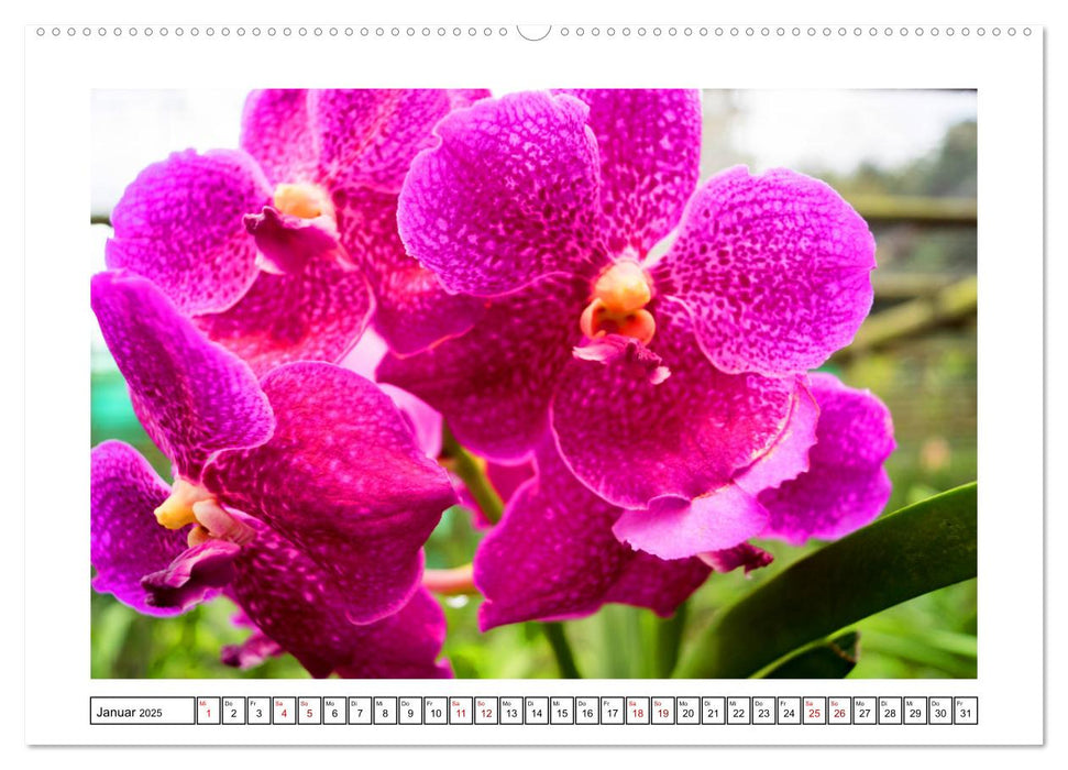 Farbzauber Orchideen (CALVENDO Premium Wandkalender 2025)