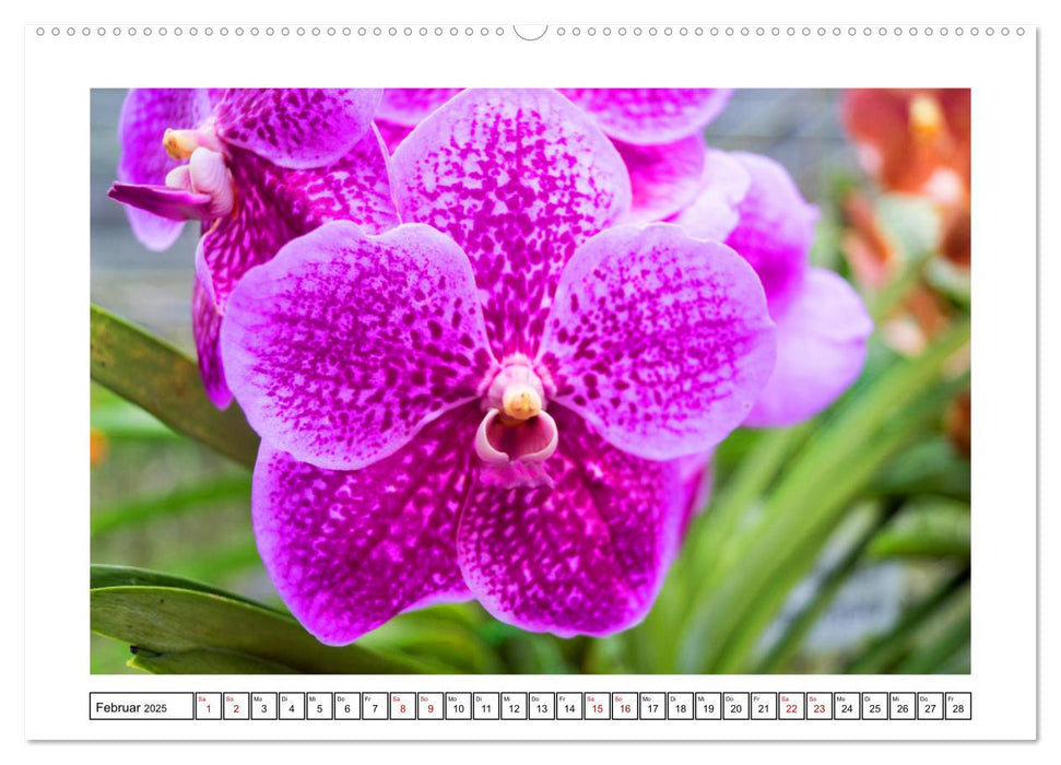 Farbzauber Orchideen (CALVENDO Premium Wandkalender 2025)