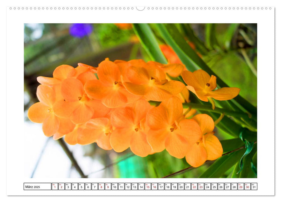 Farbzauber Orchideen (CALVENDO Premium Wandkalender 2025)