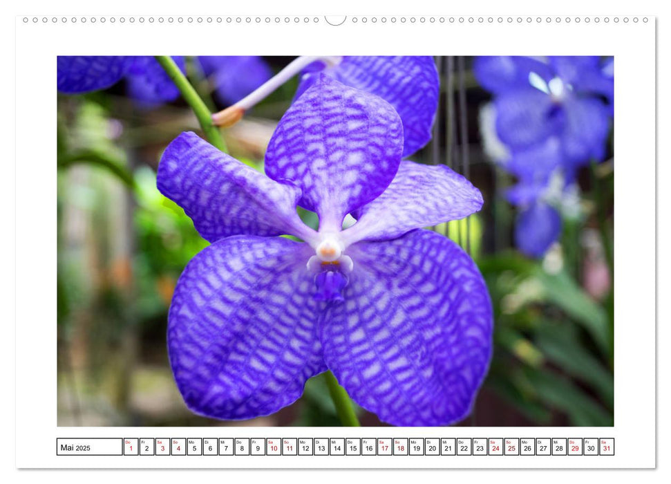 Farbzauber Orchideen (CALVENDO Premium Wandkalender 2025)