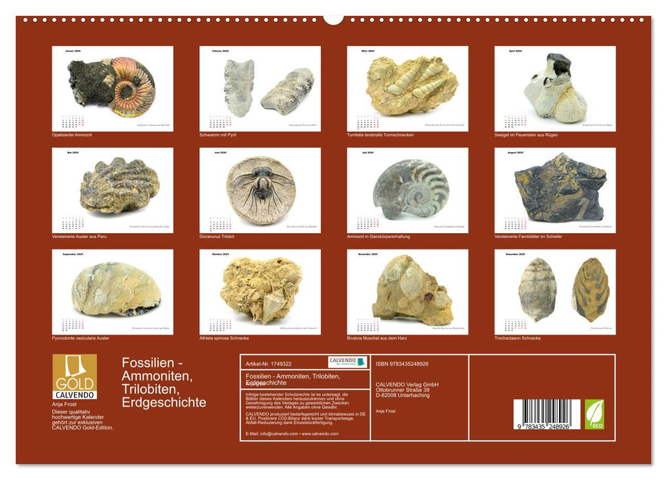 Fossilien - Ammoniten, Trilobiten, Erdgeschichte (CALVENDO Premium Wandkalender 2025)