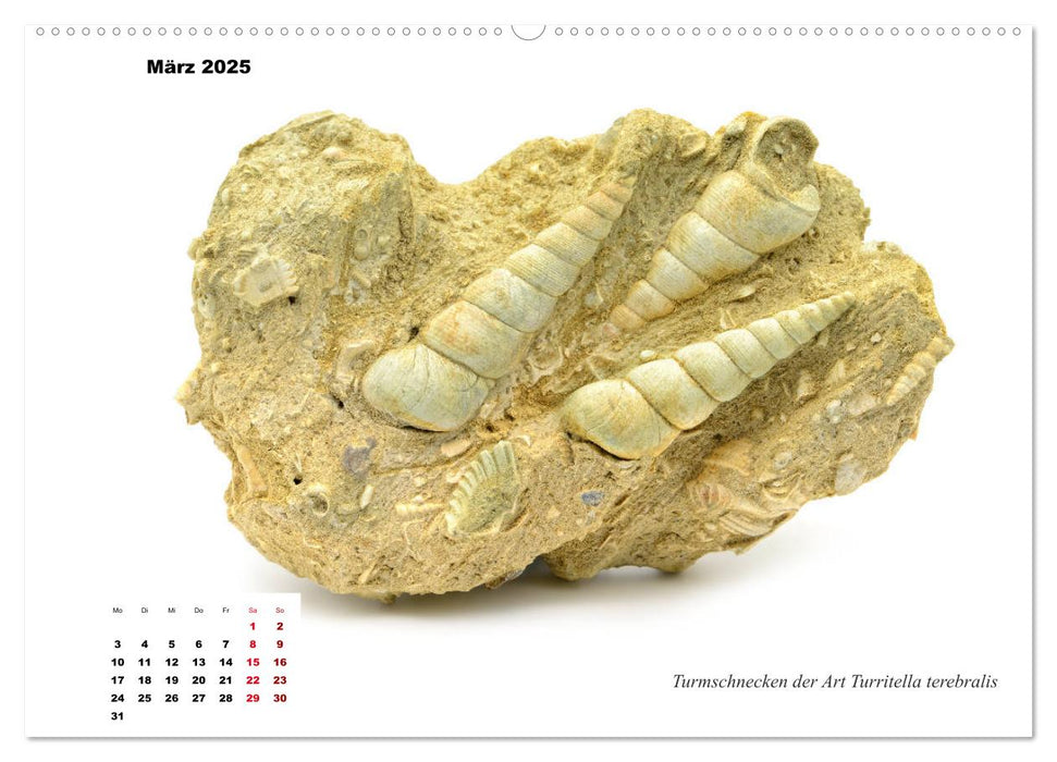 Fossilien - Ammoniten, Trilobiten, Erdgeschichte (CALVENDO Premium Wandkalender 2025)